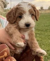 Willow, a female Cavapoo for sale in Farmington, NM – 5 of 5
