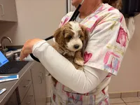 Willow, a female Cavapoo for sale in Farmington, NM – 3 of 5