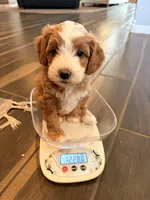 Willow, a female Cavapoo for sale in Farmington, NM – 4 of 5