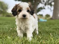 Acorn, a female Cavapoo for sale in Farmington, NM – 4 of 5