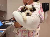 Acorn, a female Cavapoo for sale in Farmington, NM – 3 of 5