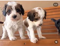 Aspen, a female Cavapoo for sale in Farmington, NM – 3 of 3