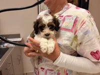 Aspen, a female Cavapoo for sale in Farmington, NM – 2 of 3