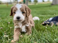 Willow, a female Cavapoo for sale in Farmington, NM – 2 of 5