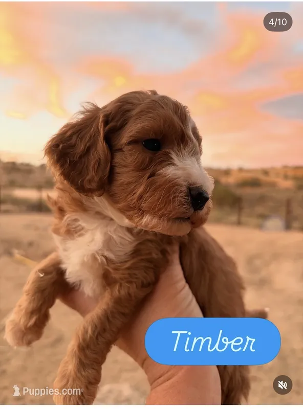 Timber – Cavapoo puppy for sale in Farmington, NM