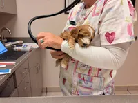 Timber, a male Cavapoo for sale in Farmington, NM – 4 of 5