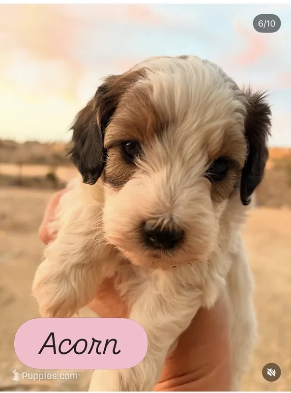 Acorn – Cavapoo puppy for sale in Farmington, NM