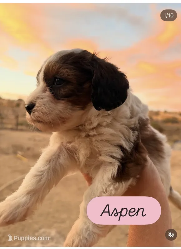 Aspen – Cavapoo puppy for sale in Farmington, NM