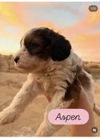 Aspen, a female Cavapoo for sale in Farmington, NM – 1 of 3