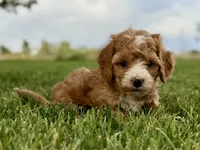 Magnolia, a female Cavapoo for sale in Farmington, NM – 2 of 4