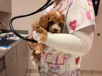 Magnolia, a female Cavapoo for sale in Farmington, NM – 4 of 4