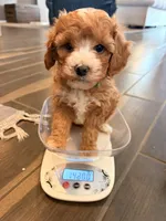 Magnolia, a female Cavapoo for sale in Farmington, NM – 3 of 4