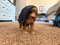 Timber, a male Cavapoo for sale in Farmington, NM – 5 of 5
