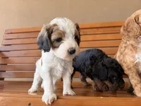 Acorn, a female Cavapoo for sale in Farmington, NM – 2 of 5