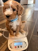 Timber, a male Cavapoo for sale in Farmington, NM – 3 of 5