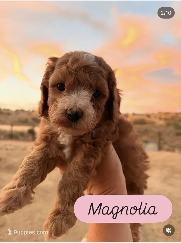 Magnolia – Cavapoo puppy for sale in Farmington, NM