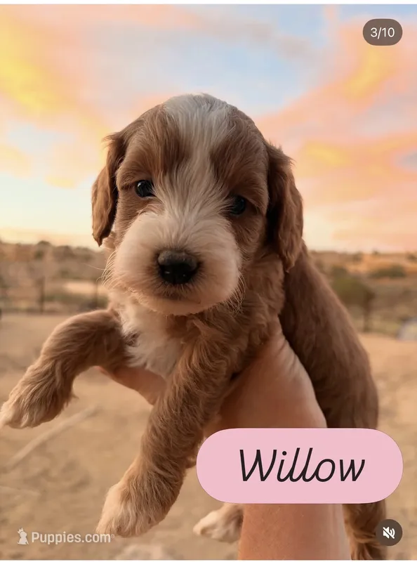 Willow – Cavapoo puppy for sale in Farmington, NM