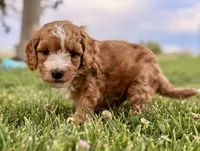 Timber, a male Cavapoo for sale in Farmington, NM – 2 of 5