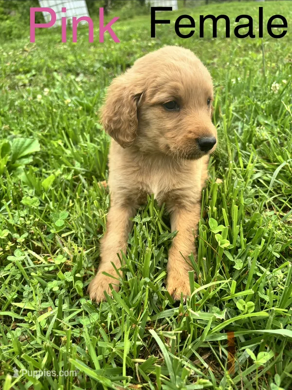 Pink – Bernedoodle puppy for sale in Bluefield, VA