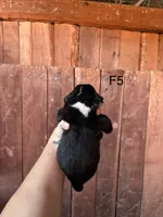 Female 5, a female Bernese Mountain Dog for sale in Bluefield, VA – 2 of 2