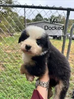 Male 4, a male Australian Shepherd and Bernese Mountain Dog for sale in Bluefield, VA – 1 of 4