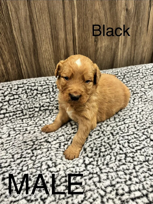 Black – Bernedoodle puppy for sale in Bluefield, VA