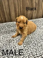 Black, a male Bernedoodle for sale in Bluefield, VA – 1 of 2