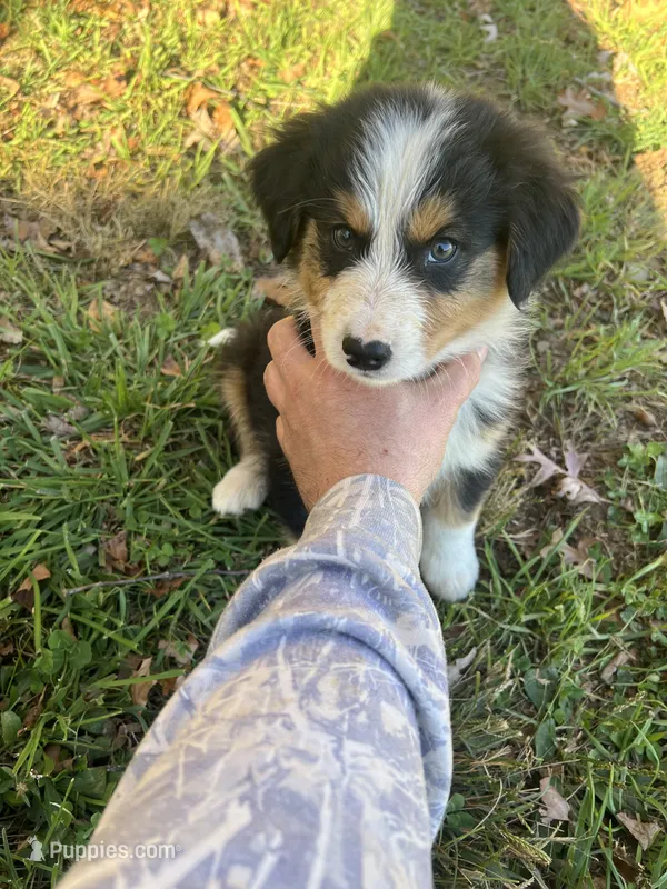 Male 6 – Australian Shepherd, Bernese Mountain Dog puppy for sale in Bluefield, VA
