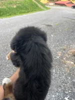 Runt, a female Bernese Mountain Dog for sale in Bluefield, VA – 3 of 4