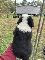 Male 4, a male Australian Shepherd and Bernese Mountain Dog for sale in Bluefield, VA – 2 of 4