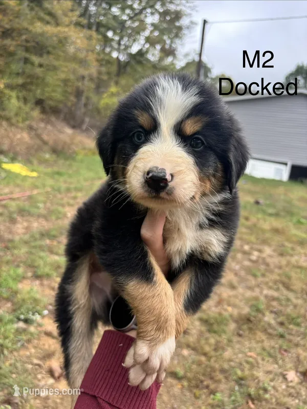 Male 2 – Australian Shepherd, Bernese Mountain Dog puppy for sale in Bluefield, VA