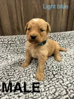 Light blue, a male Bernedoodle for sale in Bluefield, VA – 1 of 2