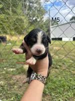 Male 5, a male Australian Shepherd and Bernese Mountain Dog for sale in Bluefield, VA – 1 of 2