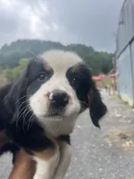 Female 4, a female Bernese Mountain Dog for sale in Bluefield, VA – 3 of 7