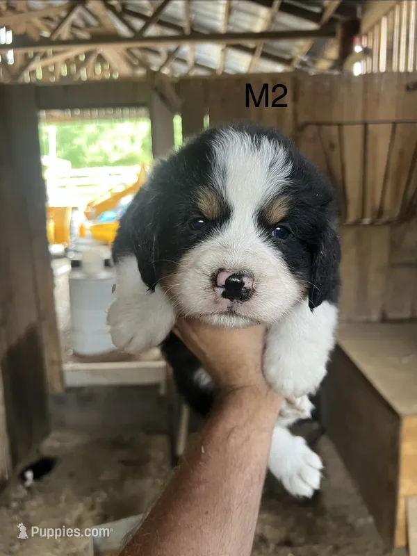 Male 2 – Bernese Mountain Dog puppy for sale in Bluefield, VA