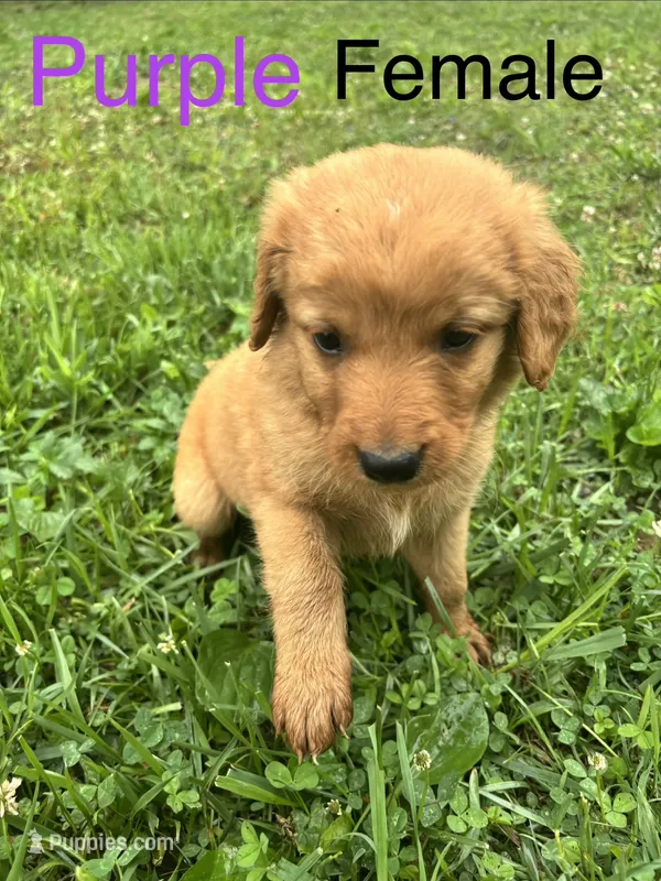 Purple – Bernedoodle puppy for sale in Bluefield, VA