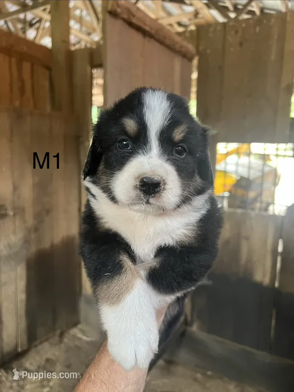 Male 1 – Bernese Mountain Dog puppy for sale in Bluefield, VA