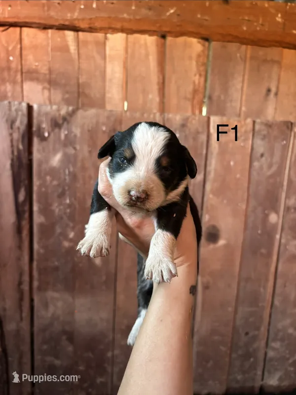 Female 1 – Bernese Mountain Dog puppy for sale in Bluefield, VA