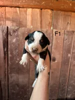 Female 1, a female Bernese Mountain Dog for sale in Bluefield, VA – 1 of 4
