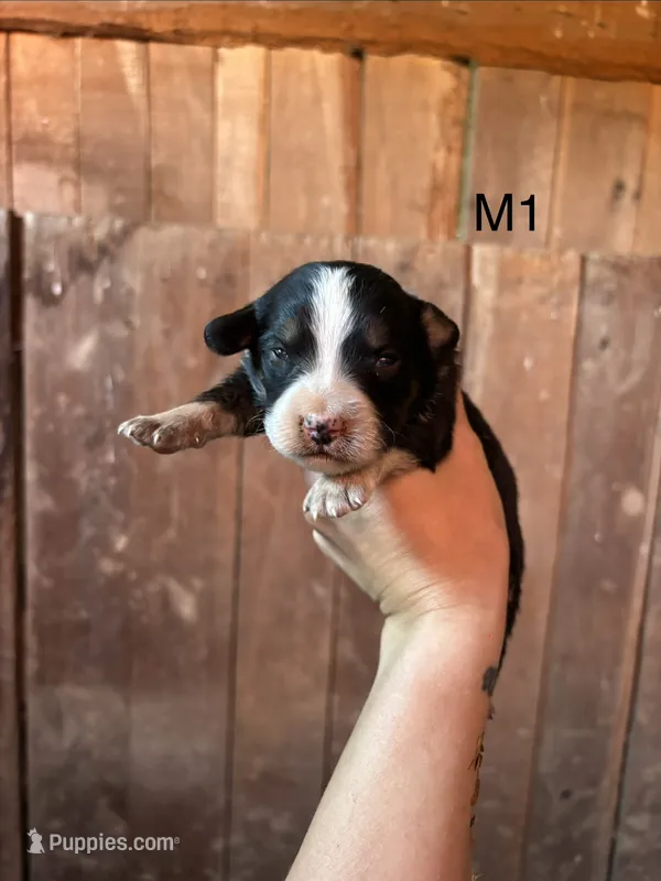 Male 1 – Bernese Mountain Dog puppy for sale in Bluefield, VA