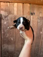 Male 1, a female Bernese Mountain Dog for sale in Bluefield, VA – 1 of 2