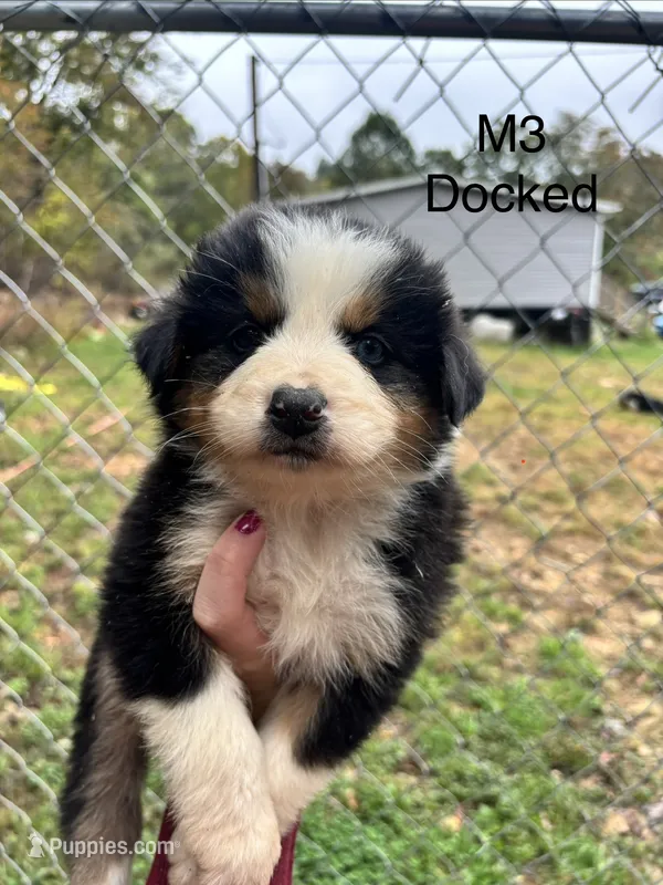 Male 3 – Australian Shepherd, Bernese Mountain Dog puppy for sale in Bluefield, VA