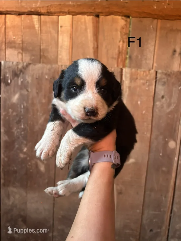 Female 1 – Bernese Mountain Dog puppy for sale in Bluefield, VA