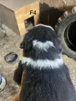 Female 4, a female Bernese Mountain Dog for sale in Bluefield, VA – 2 of 7