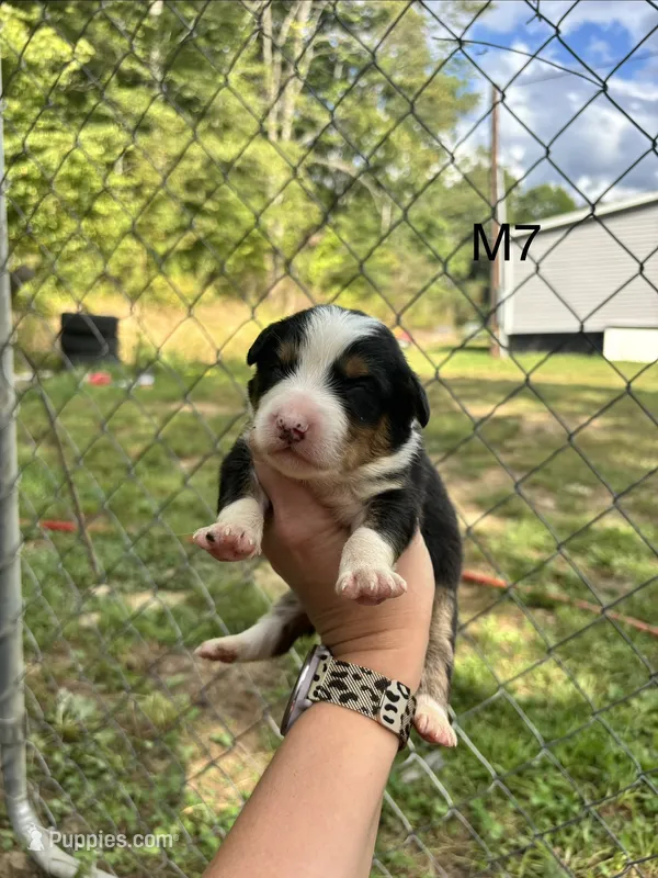 Male 7 – Australian Shepherd, Bernese Mountain Dog puppy for sale in Bluefield, VA