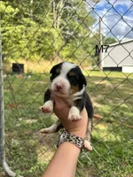 Male 7, a male Australian Shepherd and Bernese Mountain Dog for sale in Bluefield, VA – 1 of 2