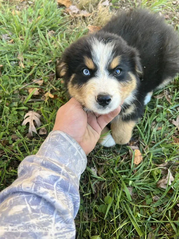 Male 2 – Australian Shepherd, Bernese Mountain Dog puppy for sale in Bluefield, VA