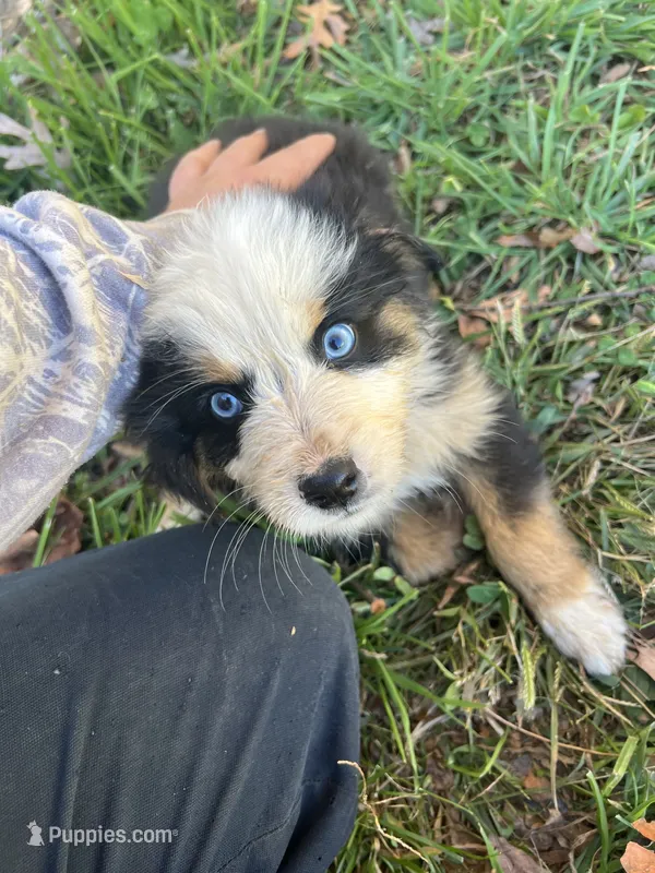 Male 4 – Australian Shepherd, Bernese Mountain Dog puppy for sale in Bluefield, VA