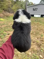 Male 7, a male Australian Shepherd and Bernese Mountain Dog for sale in Bluefield, VA – 2 of 4