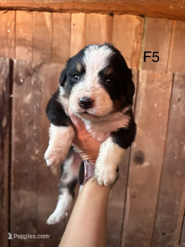 Female 5 – Bernese Mountain Dog puppy for sale in Bluefield, VA
